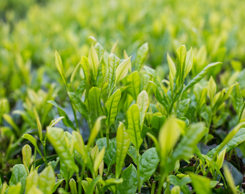 药用植物加工线